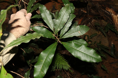 Image of Quintinia verdonii by (c) Greg Tasney, some rights reserved (CC BY-SA)