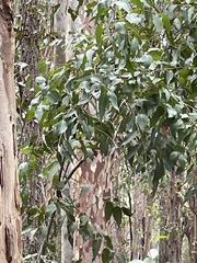 Pardalotus punctatus