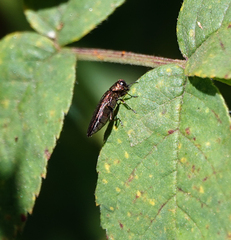 Agrilus cuprescens