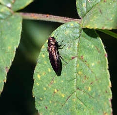 Agrilus cuprescens