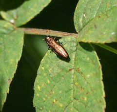 Agrilus cuprescens