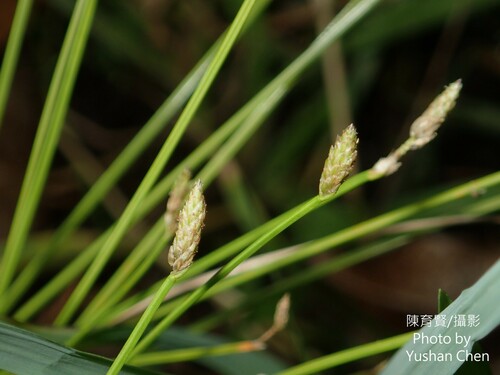 Eleocharis tetraquetra iNat (3)