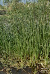 Cyperus malaccensis malaccensis