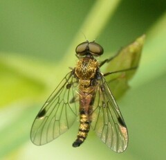 Chrysopilus asiliformis