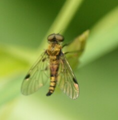 Chrysopilus asiliformis