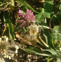 Bombus