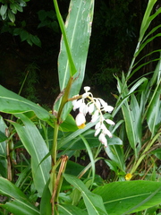 Alpinia zerumbet