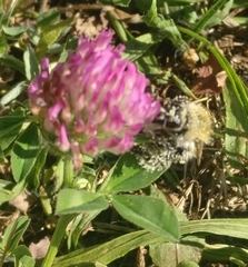 Bombus