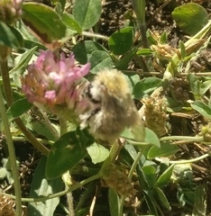 Bombus