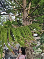 Eutacta