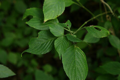 Strobilanthes exserta