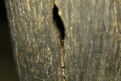 Pipistrellus coromandra