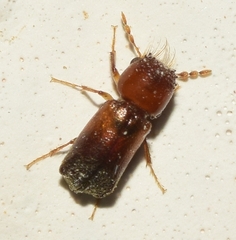 Scobicia chevrieri