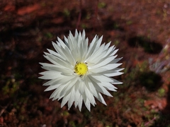 Rhodanthe chlorocephala