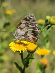 Melanargia galathea