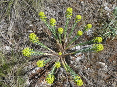 Euphorbia seguieriana