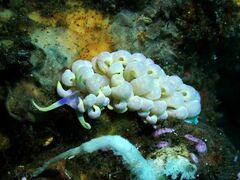 Phyllodesmium magnum
