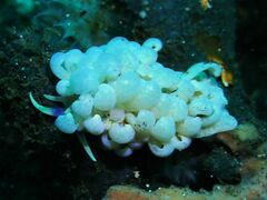 Phyllodesmium magnum
