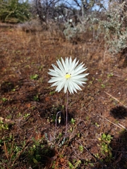 Rhodanthe chlorocephala