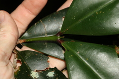 Syzygium moorei