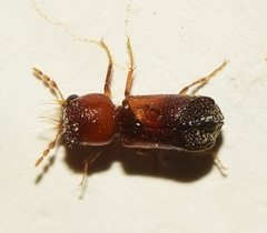 Scobicia chevrieri