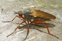 Empis spectabilis