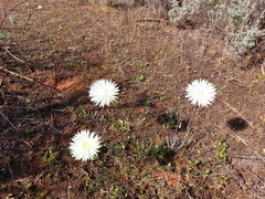Rhodanthe chlorocephala