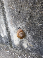 Acusta despecta despecta