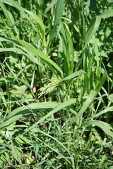 Panicum miliaceum ruderale
