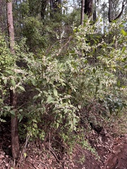 Acacia urophylla