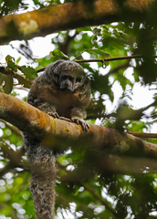 Pithecia irrorata