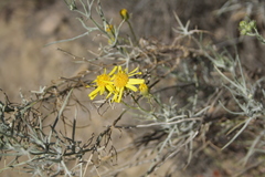 Senecio flaccidus douglasii