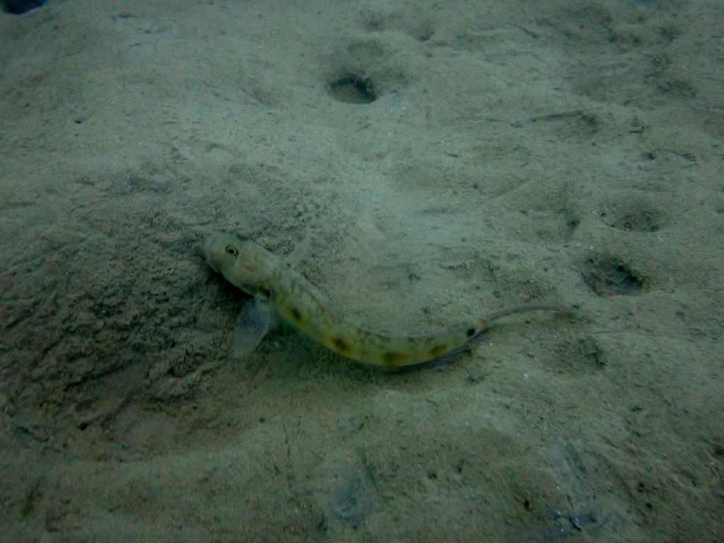 Frogface goby (Oxyurichthys papuensis) — Gobiidae