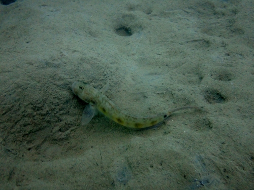 Frogface goby (Oxyurichthys papuensis) — Gobiidae