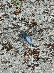 Orthetrum cancellatum