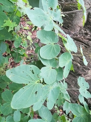 Bauhinia macranthera