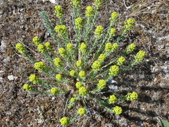 Euphorbia seguieriana
