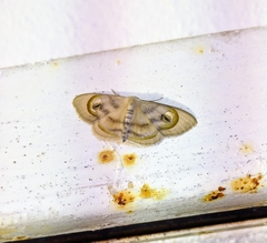 Problepsis achlyobathra