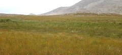 Poyntonia paludicola