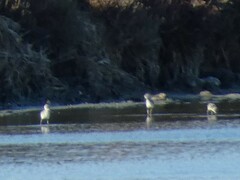 Recurvirostra avosetta