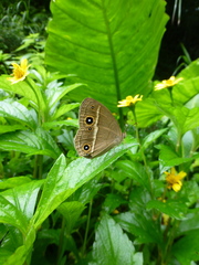 Mycalesis madjicosa