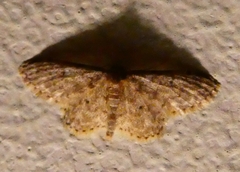 Scopula rufomixtaria
