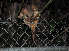 Trichosurus vulpecula arnhemensis