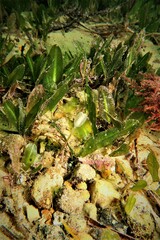Sycozoa