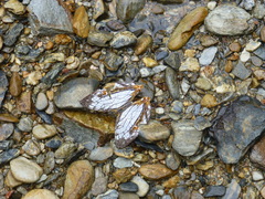 Cyrestis thyodamas mabella