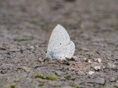 Celastrina lavendularis himilcon