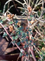 Leionema hillebrandii