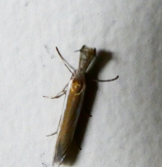 Pleurota aristella