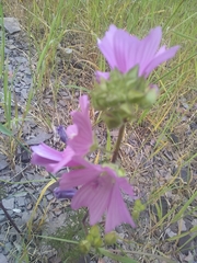 Malva moschata