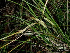 Carex makinoensis